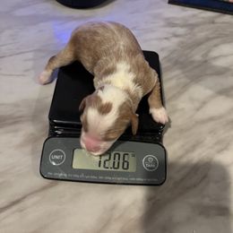 GUARDIAN HOME  (READ BIO) - Red  female Goldendoodle puppy in Vancouver, Washington from Pnwfamilydoodles