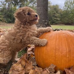 Poodle Puppies from Paige & Adele Poodles