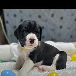 Echo - Mantle female Great Dane puppy in Liberty, New York from Catskills Greatest Danes