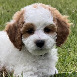 Cavapoos from Taylia's Cavapoos