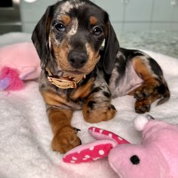 Dachshund Puppies from Harrison Farm