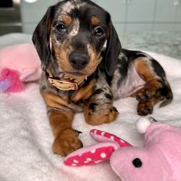Dachshund Puppies from Harrison Farm