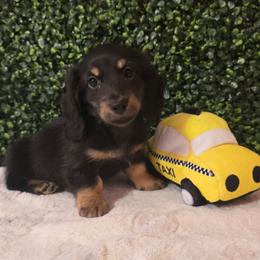 Cozmo - Black and cream male Dachshund puppy in Centerville, Georgia from Mel's LowRider Ranch