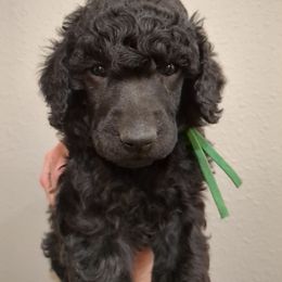 Juniper (boy) - green collar - Blue male Poodle puppy in Tullahoma, Tennessee from Peaceful Valley Poodles