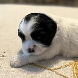 French Bulldogs and Shih Tzus from Frannie and Annie Shih Tzu Babies