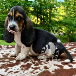 Stout - Black white and brown male Basset Hound puppy in Dingess, West Virginia from Tuckers' Howling Hounds