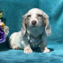 Pedro - Gray (blue) and cream male Dachshund puppy in Lincoln, Arkansas from Red Dirt Dachshunds
