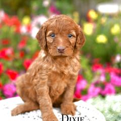 Girl 4 - female Irish Doodle puppy in Tucson, Arizona from Sun Valley Goldendoodles