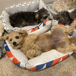 Schnoodle Puppies from Noodle Tings Puppies