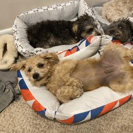 Schnoodle Puppies from Noodle Tings Puppies