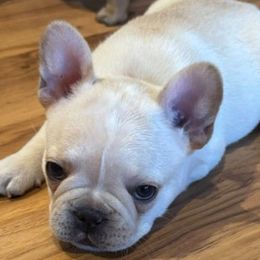 Phoenix - Cream male French Bulldog puppy in Queen Creek, Arizona from Painted Desert Frenchies