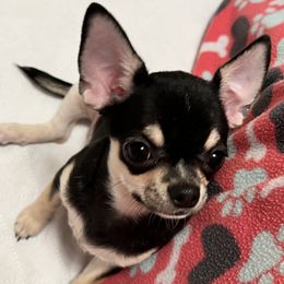 Dolce Vita - Black and tan Chihuahua puppy in Buffalo Grove, Illinois from Piccoli Amici Chihuahuas