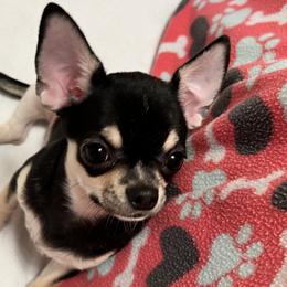 Dolce Vita - Black and tan Chihuahua puppy in Buffalo Grove, Illinois from Piccoli Amici Chihuahuas