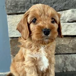 Teddy - Apricot male Cavapoo puppy in Jonestown, Pennsylvania from Lone Pine Acres Cavapoo’s