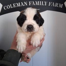 King Arthur - White and brown male Saint Bernard puppy in Kinsman, Ohio from Coleman Saint Bernards of Ohio