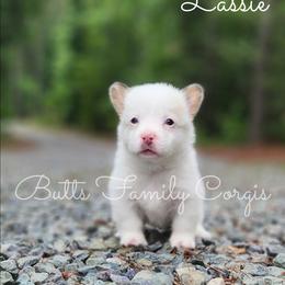 Lassie - Sable merle and white female American Corgi puppy in Cameron, North Carolina from Butts Family Corgis