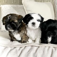 Shichons from Judi’s Shichons