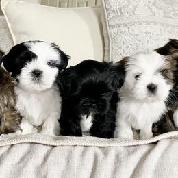 Shichons from Judi’s Shichons
