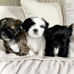 Shichons from Judi’s Shichons