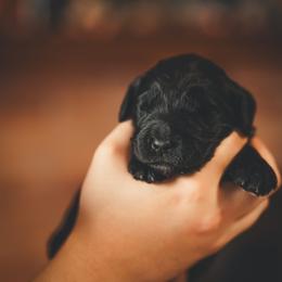 Noctis - Phantom male Goldendoodle puppy in Portsmouth, Virginia from Hopping Howlers Ranch