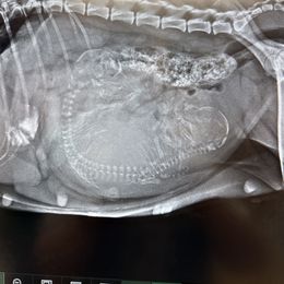 Russian Toy puppies from Goldstone Russian Toys