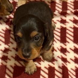 Bubba - Black and tan male Dachshund puppy in Edinburg, Virginia from Hunter Lane Dachshunds