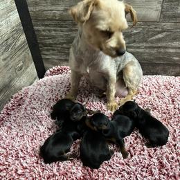 Tasha - Yorkshire Terrier