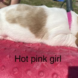 Basset Hound Puppies from 4D Farms