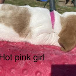 Basset Hound Puppies from 4D Farms