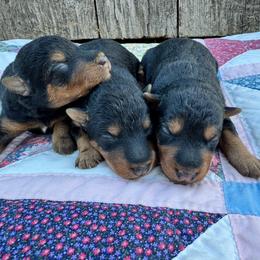 Girl 1 - Black and tan female Welsh Terrier puppy in Licking, Missouri from Bean Creek Dachshunds & Terriers