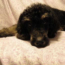 Aussiedoodle, Australian Shepherd, and Poodle Puppies from Kay Kay's Pupper Patch
