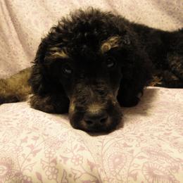 Aussiedoodle, Australian Shepherd, and Poodle Puppies from Kay Kay's Pupper Patch