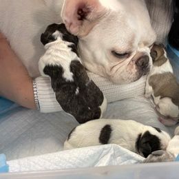 French Bulldog Puppies from Elite Bullies Miami