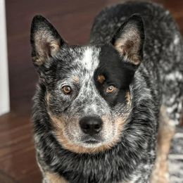 Australian Cattle Dogs from McCalls Cattle Dogs
