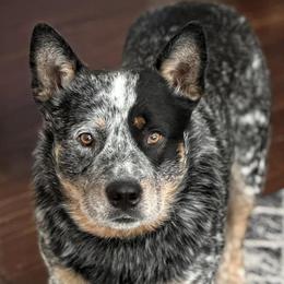 Australian Cattle Dogs from McCalls Cattle Dogs