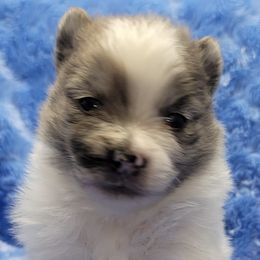 Miniature Australian Shepherds and Pomeranians from White Oak Aussies