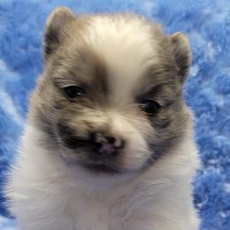 Miniature Australian Shepherds and Pomeranians from White Oak Aussies