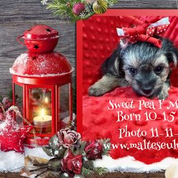 Girl 1 - female Maltese puppy in Silverhill, Alabama from Malteseuluv’s Tiny Treasurers