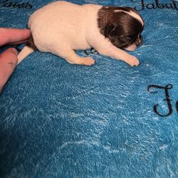 Louise - Chocolate and white Chihuahua puppy in Clarksville, Indiana from Fabulous little paws