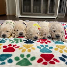 Female Pick 4 - Light golden female Golden Retriever puppy in Piedmont, South Carolina from The Farm at Saluda Ridge