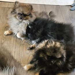 Pomeranian Puppies from Bear Valley Pomeranians
