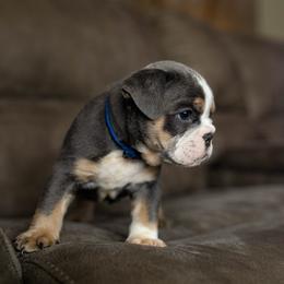 Bulldog Puppies from Lunsford Bulldogs