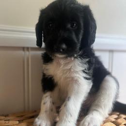 Kiara - Parti female Labradoodle puppy in Baldwin, New York from remiandraesweetdoodlesli