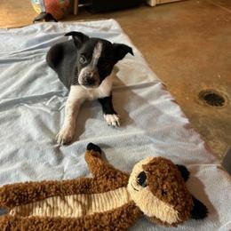 Puppy 3 - Black female Border Collie puppy in Watkinsville, Georgia from Flat Rock Dogs