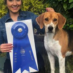 Harriers and Smooth Fox Terriers from Sheez-Beez Kennel