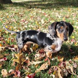 Korra - Dachshund
