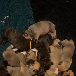 Blue-White Collar - Irish marked male Boerboel puppy in Wasilla, Alaska from Northland Boerboels