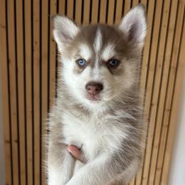 Pax Mini - Red and white male Pomsky puppy in Pasco County, Florida from Pomsky Hills