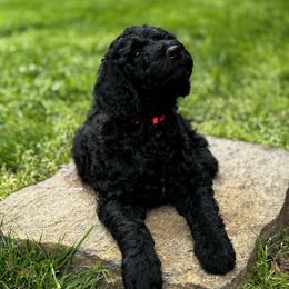 Goldendoodle Puppies from Table Rock Doodles