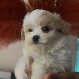 Valentino - White male Maltipoo puppy in Long Island, New York from Minipaws kennel